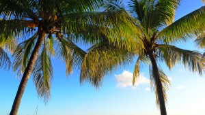 palm-trees-630089_640