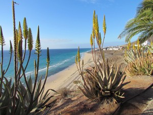 Urlaub auf Fuerteventura buchen